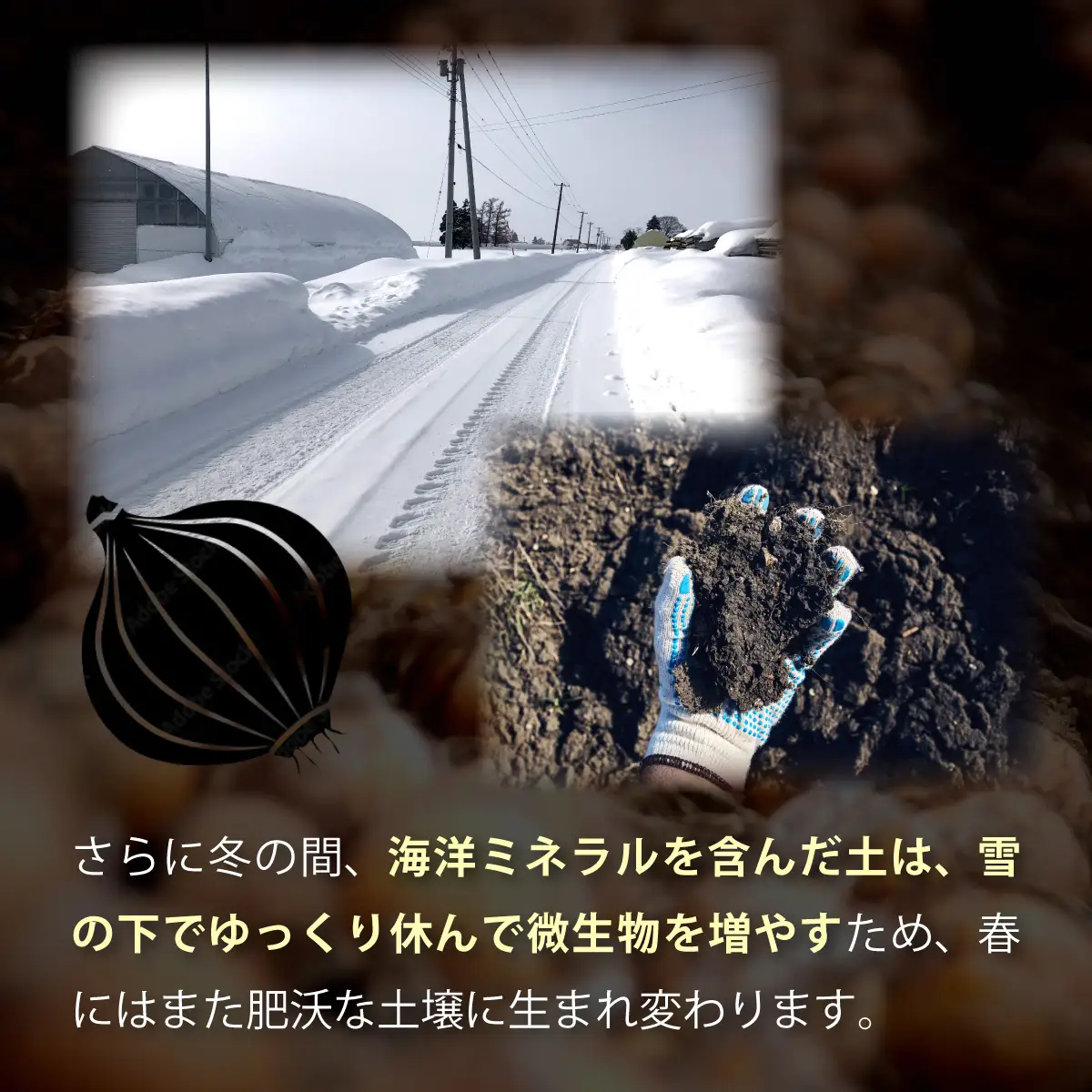 真珠の玉葱 L～L大サイズ 5kg ＜海のミネラルで育てた特別栽培玉葱＞【a134-001】【50101】