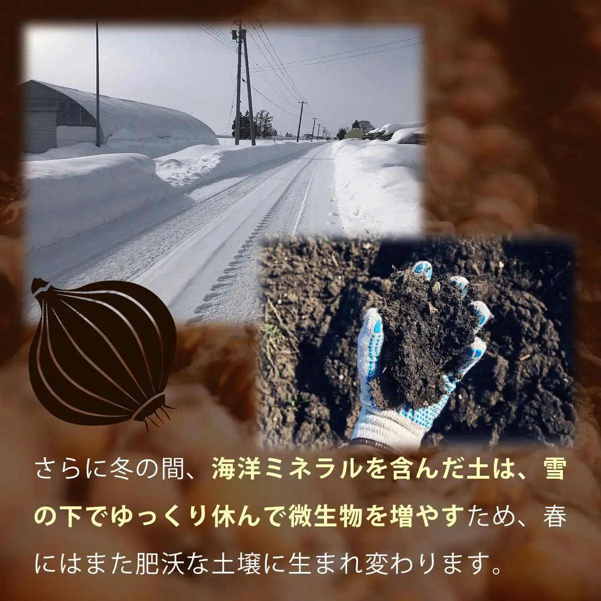 真珠の玉葱 Ｌサイズ10kg ≪海のミネラルで育てた玉葱≫【50104】