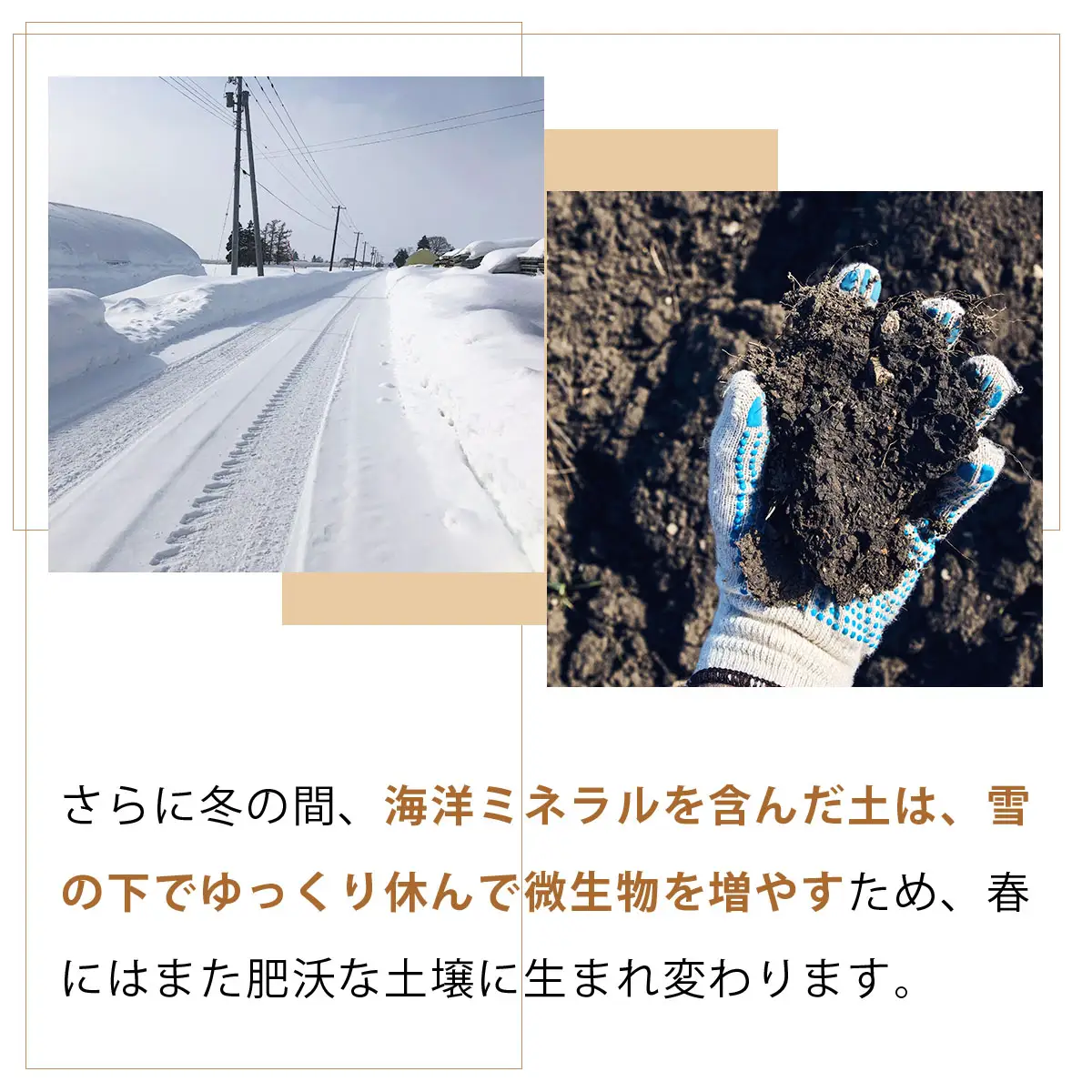 真珠の玉葱 空知黄 5kg ＜海のミネラルで育てた幻の玉葱 空知黄＞【a134-005】【50105】