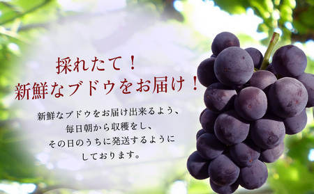 【先行予約】巨峰ブドウ 約2kg (4～7房) 種あり | ぶどう 果物 フルーツ 産地直送 甘い 大分県産 九州産 中津市 国産 送料無料