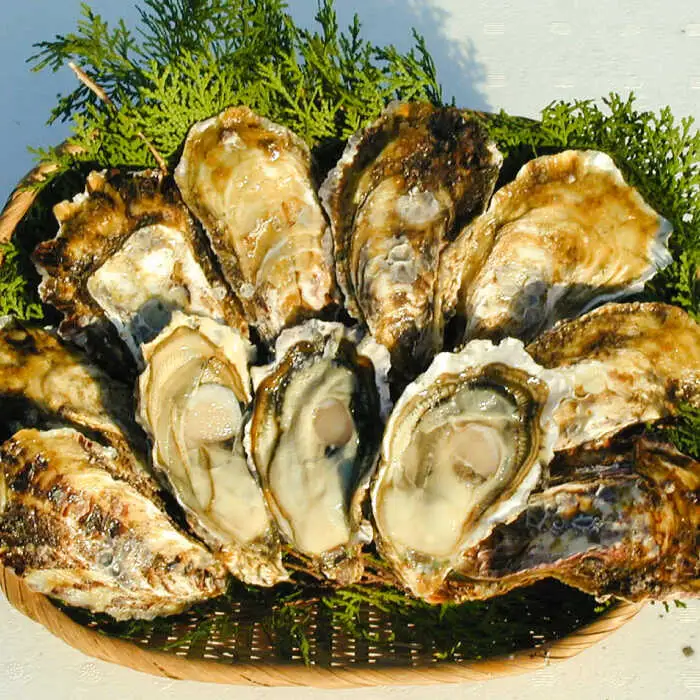 糸島産 ひろちゃんカキ の アヒージョ 5食 セット 糸島市 / ひろちゃんカキ 牡蠣 牡蛎 かき [AJA016]