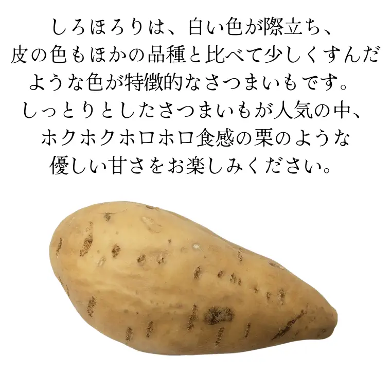 《 2026年 収穫分 》 しろほろり約 5kg (茨城県共通返礼品 行方市) 先行予約 渋谷農園 国産 茨城県 桜川市 さつまいも サツマイモ いも 芋 新芋 焼き芋 やきいも 野菜 旬 人気 おやつ 自宅用 家庭用 [DT011sa]