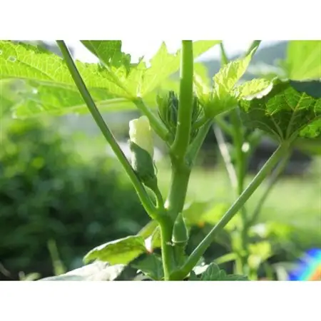 但馬の旬をお届け!採れたて野菜セット(8~9種類)【配送不可地域：離島】【1412254】