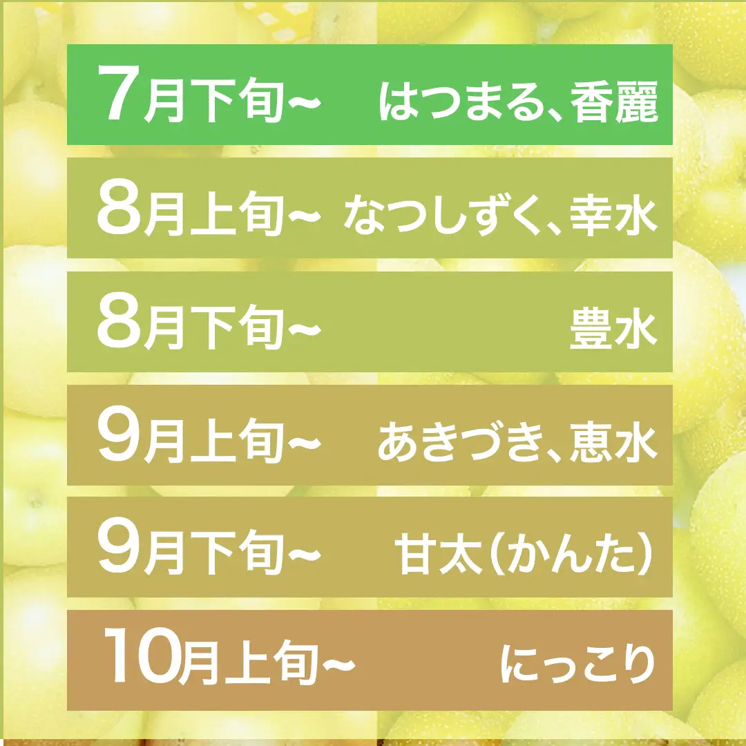 農園直送！おまかせ 梨 3kg 【7月下旬発送開始】 