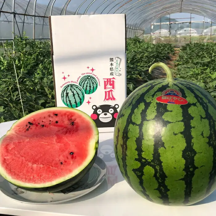 【先行予約】【初夏に実った贈り物】大玉 スイカ 約7kg【なかむら農園】[ZBH001]