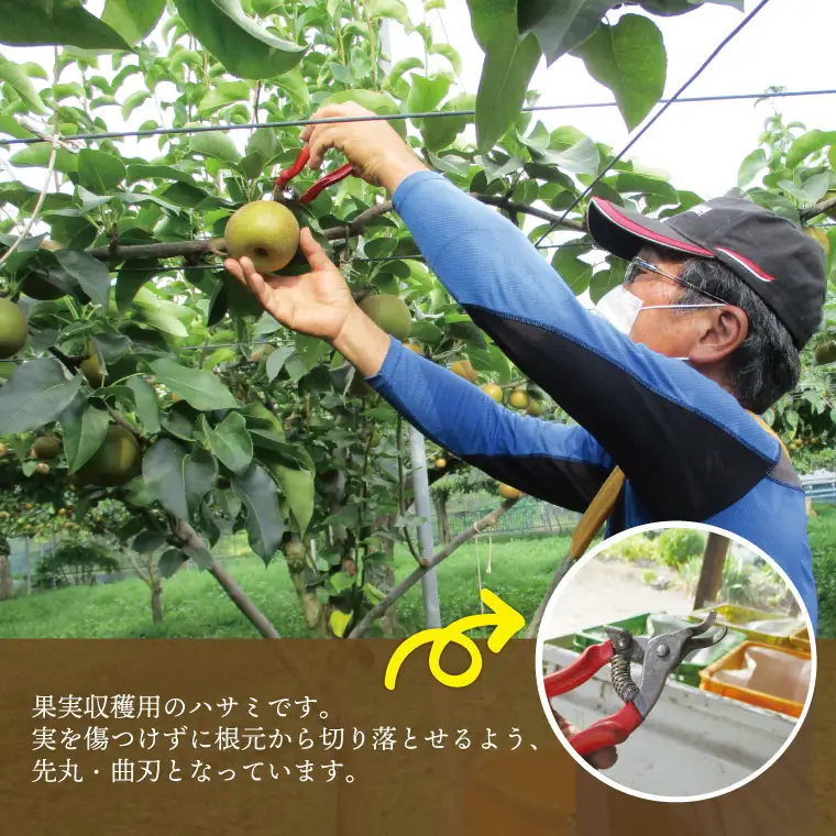 梨  幸水 5kg 先行予約 2026年発送 仁平果樹園 益子町産 DB001
