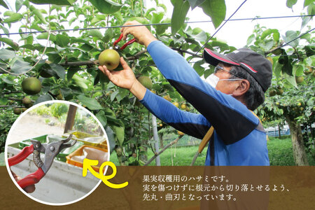★先行予約★ 【2026年8月発送】仁平果樹園の梨 「豊水」5kg (8個～14個) (8月下旬より順次配送) | 果物 新鮮 フルーツ ギフト 梨 ナシ 益子町産梨 甘い あまい 糖度11.5以上 糖度保証 果汁 果肉 栃木県 益子町 (DB002)