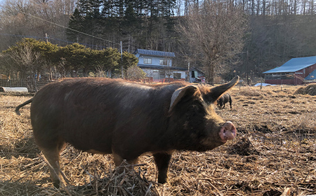 【放牧豚】バラかたまり 1.5kg以上 肉 豚肉 バラ肉 ブロック肉 北海道 F4F-2230
