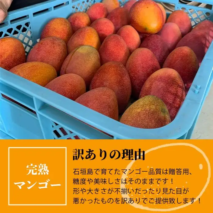 【訳あり】 完熟 マンゴー (約1～1.2kg 2～5個) KP-013