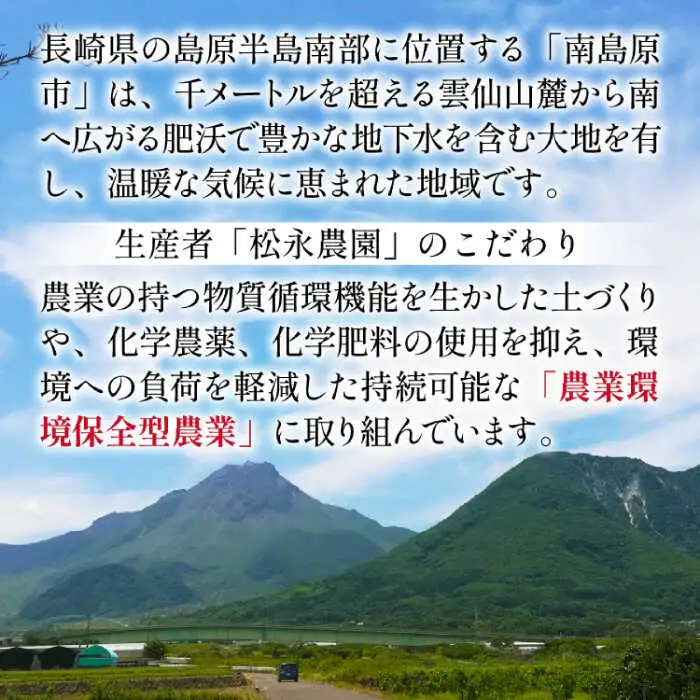 【2026年8月下旬?発送】シャインマスカット 約2kg（約2-5房）/ マスカット シャインマスカット ますかっと ぶどう 葡萄 ブドウ フルーツ 果物 / 南島原市 / 長崎県農産品流通合同会社 [SCB076]