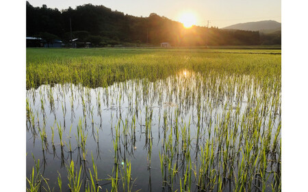 【精米即日発送】【令和8年産米】新潟県村上市桃川産　直播米　泥根性こしいぶき10㎏（5kg×2袋）1040004