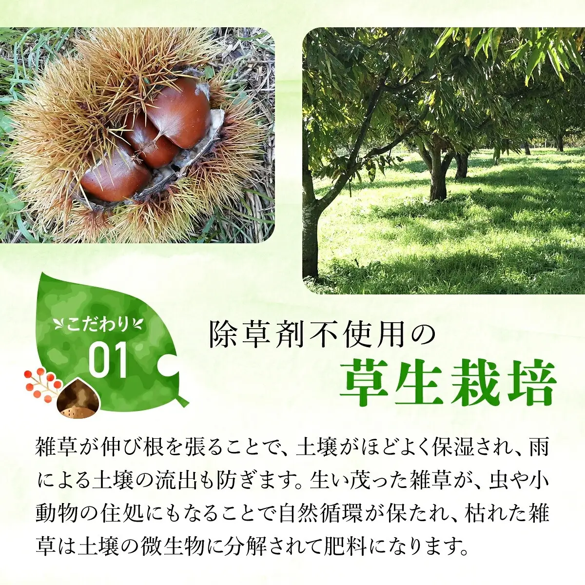 栗 くり 氷蔵 丹波栗 むき栗 銀寄 2L 500g
