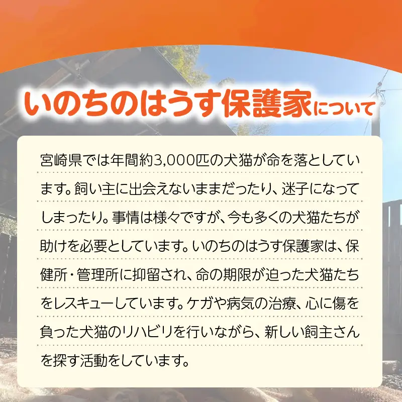 保健所犬猫レスキュー【返礼品なしのご寄附】犬 猫 保護 レスキュー 動物愛護 返礼品なし ペット 保護犬 保護猫 支援 応援 ボランティア_kn101-002
