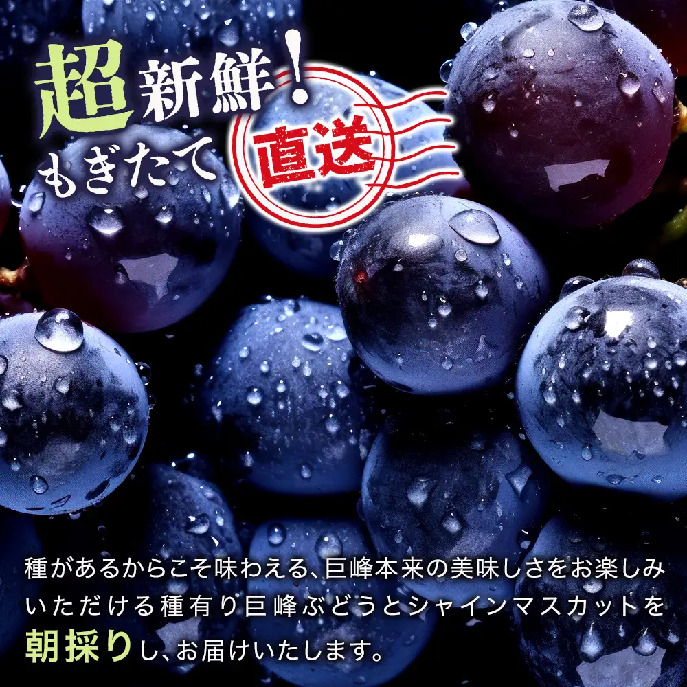 【数量・期間限定】 中津産の巨峰とシャインマスカット中野観光ぶどう園 | 果物 フルーツ ぶどう シャインマスカット 巨峰 産地直送 大分県 中津市