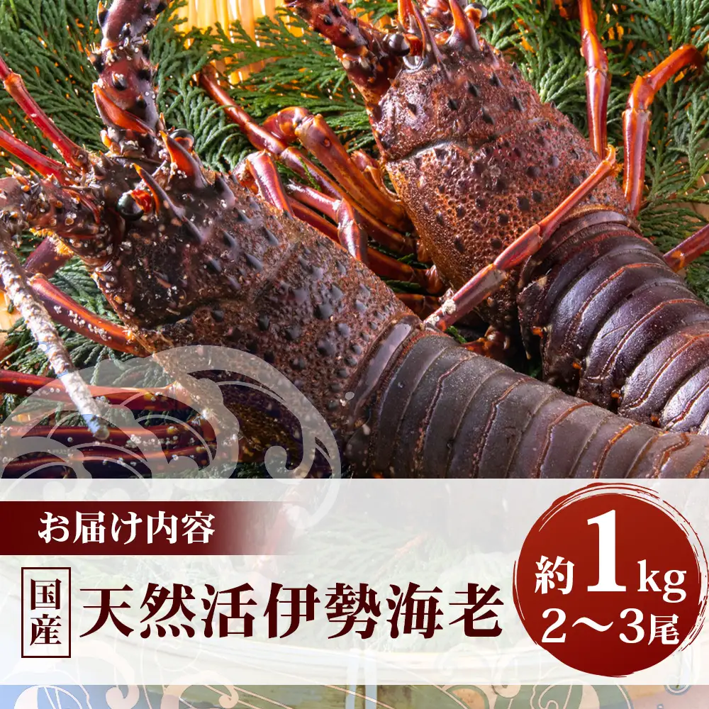 【数量限定・先行予約】鹿児島佐多岬 天然 活 伊勢海老 ＼＼約1kg 2～3尾／／ ≪2026年11月下旬より発送予定≫AB-501 ｜国産 えび イセエビ 伊勢エビ 常温 産地直送 天然 年末 天然 鹿児島県 南大隅町 本土最南端 佐多岬