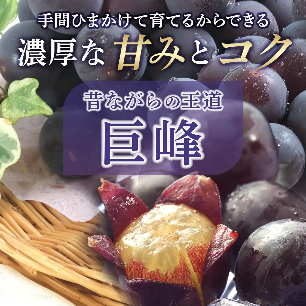 巨峰 約2kg 4〜7房 巨峰 ［2026年8月下旬以降発送］先行予約 和歌山 有田産