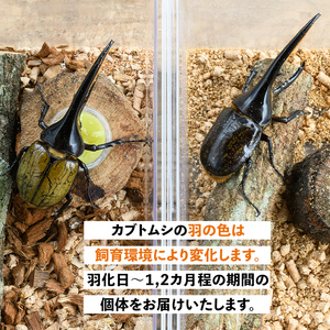 【C76001】ヘラクレスオオカブト (ヘラクレスヘラクレス) 成虫ペア オス(120mm台) メス(フリーサイズ) 鹿児島 ヘラクレス カブトムシ かぶとむし 雄 オス 昆虫 虫 むし 成虫 生体 飼育 生き物 生物【ビートル倶楽部】