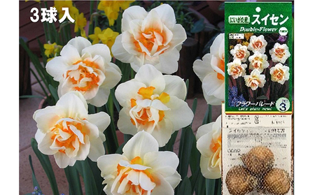 スイセン球根セット　21球入 植物 