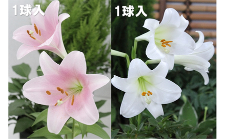 ユリ球根セット 植物 