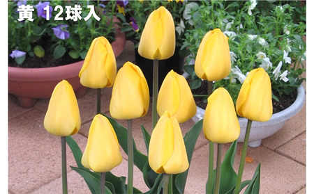 チューリップ球根（特大球）セット　60球入 植物 