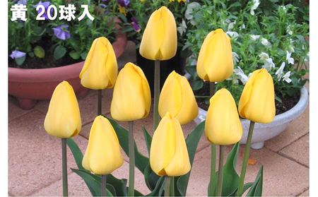 チューリップ球根（特大球）セット　100球入 植物 