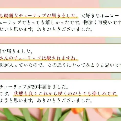 フラワーファームしろねのチューリップ切花30本おすすめアソート（3品種×各10本） チューリップ 花束 植物 フラワー 花  