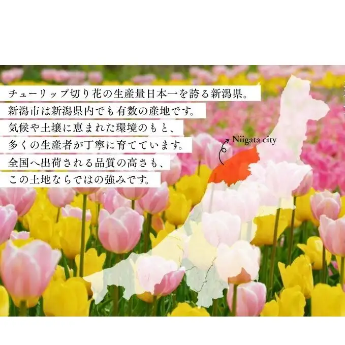 フラワーファームしろねのチューリップ切花50本おすすめアソート（5品種×各10本） 植物 花束 
