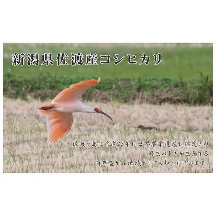 先行予約【令和8年産】無洗米30kg 新潟県佐渡産コシヒカリ30kg(5kg×6)×6回「6カ月定期便」