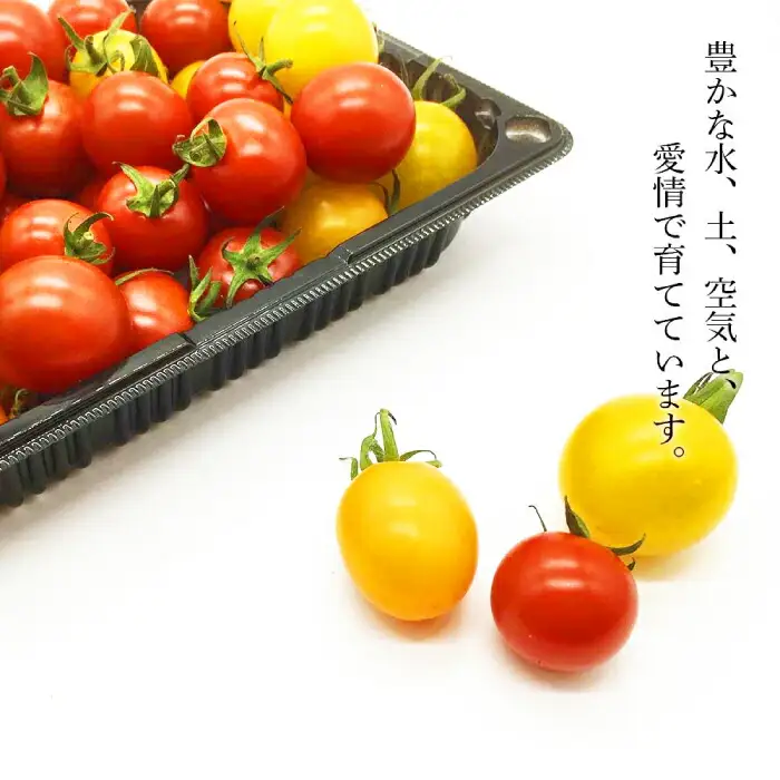 喜茂別産 ミニトマト 約1.5kg [AJAJ007] トマト 夏