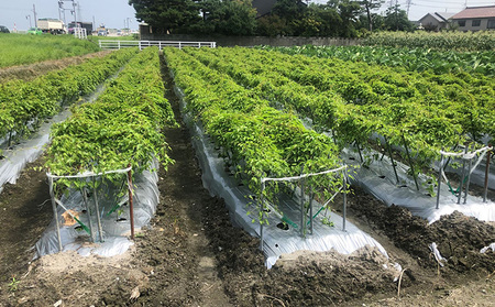 【黒部市特産品！】黒部丸いも 約2.5kg/富山県黒部市 野菜 根菜 国産 日本産 食卓 料理 調理 食材 ヤマイモ科 粘りが強い 豊富な消化酵素 ねばねば 