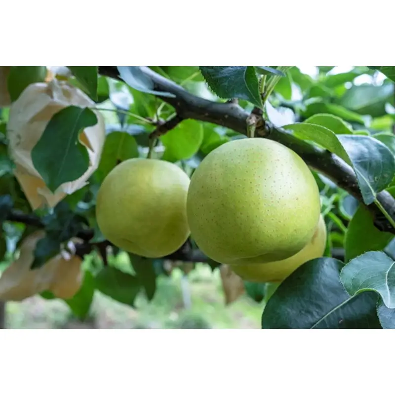 梨／【先行予約】甘～ぃ！ジューシー！！青梨の王様 京丹後産 二十世紀梨5kg（12～18玉）（2026年9月上旬～発送） 梨 梨 梨 梨 梨