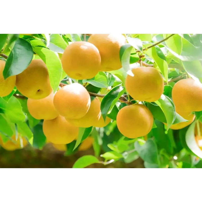【先行予約】甘～ぃ！ジューシー！！晩生梨の代表 京丹後産 新興梨 3kg（4～9玉）（2026年9月下旬～発送）
