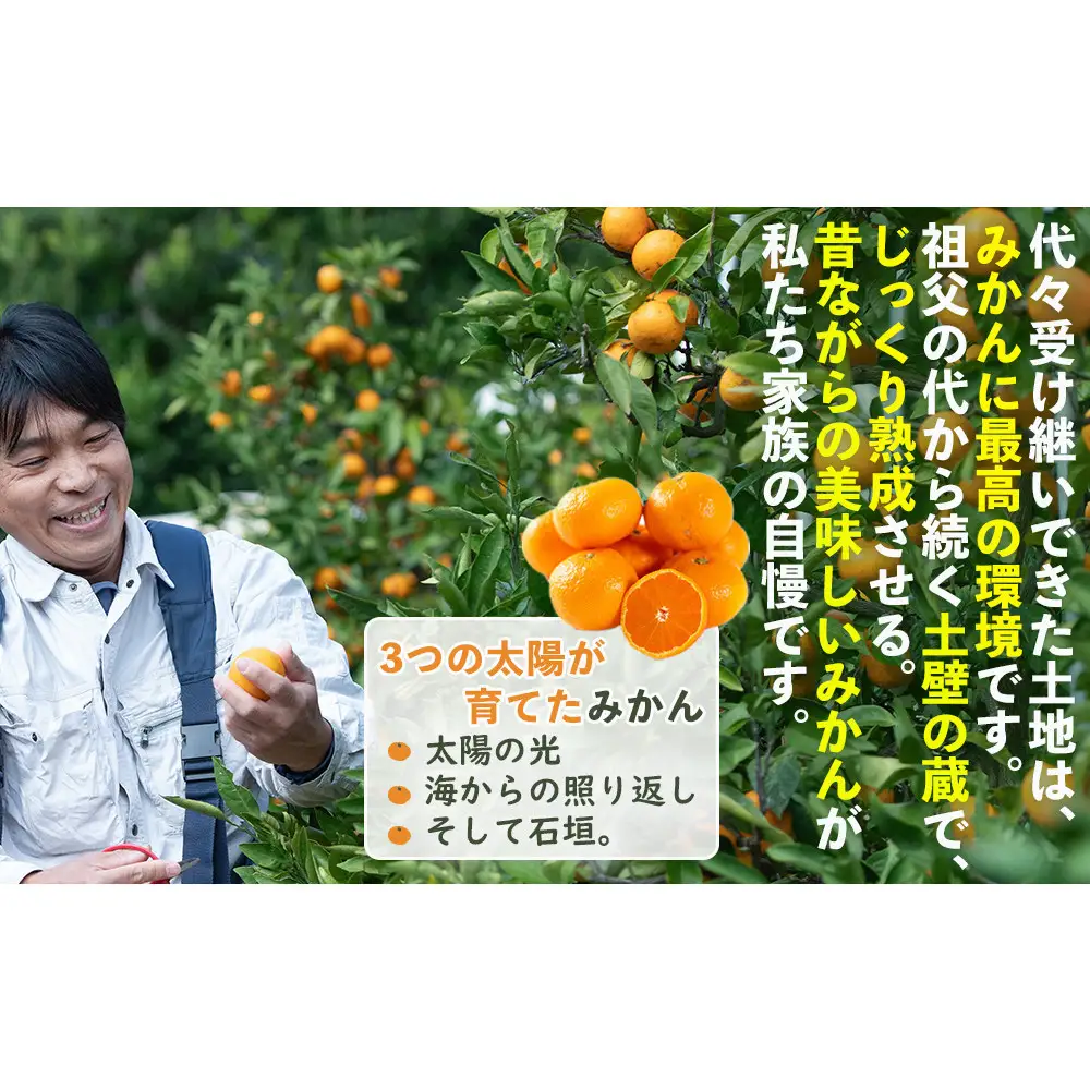 蔵出しみかん 3kg 鈴木農園が厳選したプレミアム 冬みかん 少量で1月・2月の贈答用におすすめ