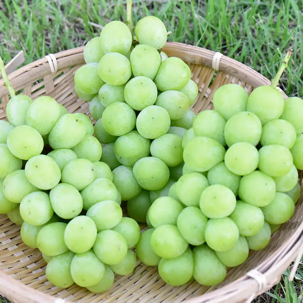 【令和8年9月頃発送】厳選　契約農家　シャインマスカット　約2kg　桑折町振興公社　ぶどう　【07301-0204】
