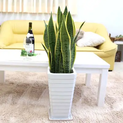 【観葉植物】サンスベリア 7号 ホワイト陶器鉢 Gタイプ 高さ:約70～ 90cm 土の表面：ウッドチップ 【観葉植物 インテリア 部屋 おしゃれ 福岡県 筑前町 送料無料 AG014】【価格改定】