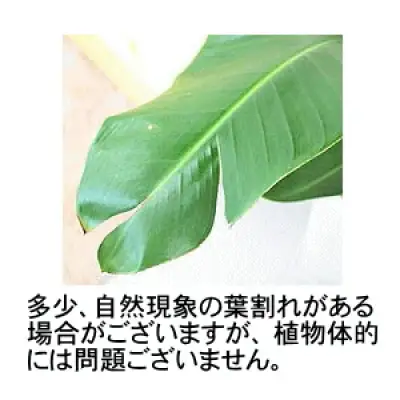 【観葉植物】オーガスタ 8号 ホワイトスクエア陶器鉢SW 土の表面:ウッドチップ 【観葉植物 インテリア 部屋 おしゃれ 福岡県 筑前町 送料無料 AG016】