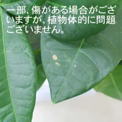 【観葉植物】パキラ 8号 ホワイトバスケット鉢カバー 土の表面:ウッドチップ【観葉植物 インテリア 部屋 おしゃれ 福岡県 筑前町 送料無料 AG017】