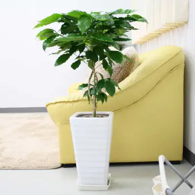 【観葉植物】コーヒーの木 7号 ホワイトスクエア陶器G 土の表面:ウッドチップ【観葉植物 インテリア 部屋 おしゃれ 福岡県 筑前町 送料無料 AG018】【価格改定】