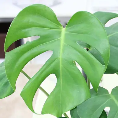 【観葉植物】モンステラ 7号 スクエア陶器鉢 ストレート 土の表面:ウッドチップ【観葉植物 インテリア 部屋 おしゃれ 福岡県 筑前町 送料無料 AG021】