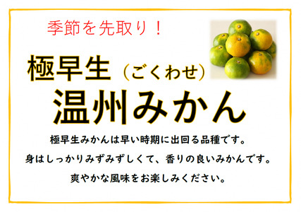 湯の花　極早生温州みかん10kg箱　【 極早生 】
