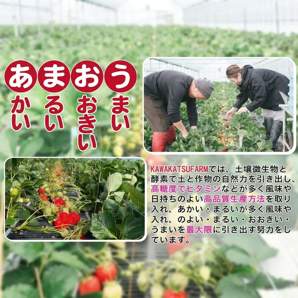 いちご あまおう M～Lサイズ 約520g（260g×2パック）配送不可 北海道 東北 沖縄 離島 
