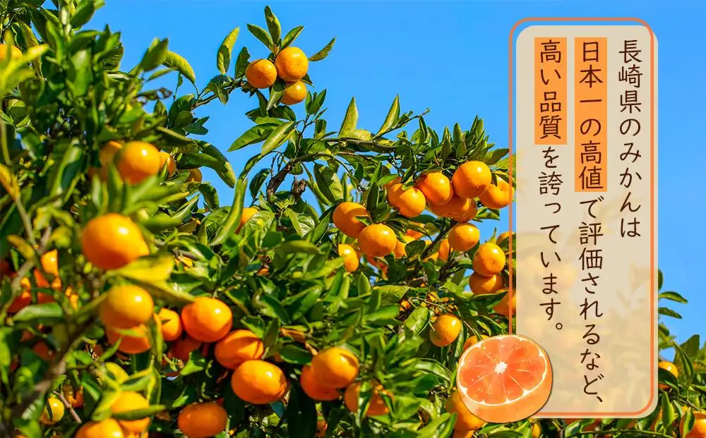 【糖度12度以上！】長崎県産 みかん 味ロマン 約10kg ＜期間限定／先行予約＞【2026年11月中旬以降順次発送】｜みかん 柑橘