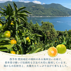 浜風みかん 極早生 ５kg OHI0005