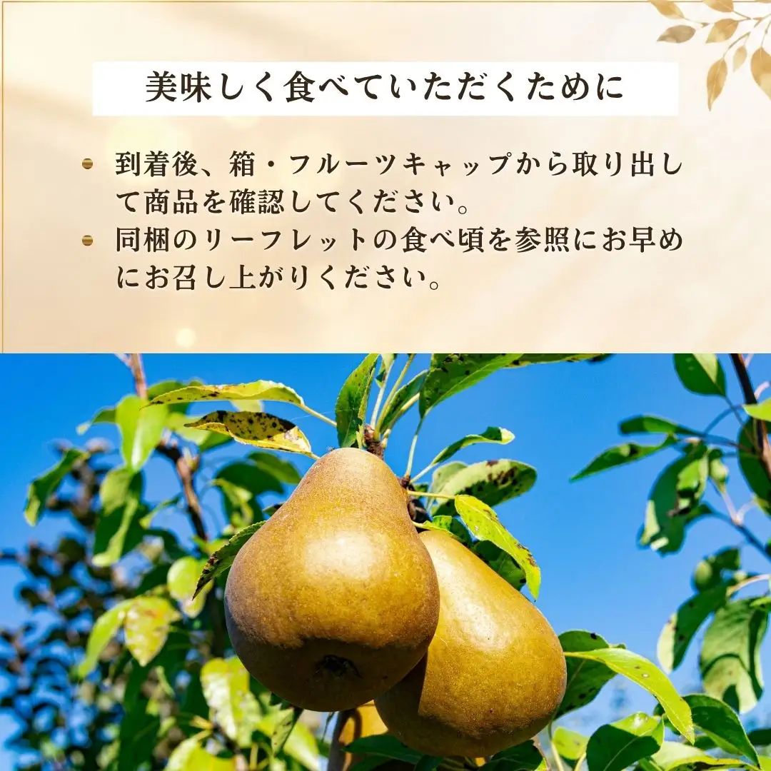 【先行予約】【2026年11月下旬より順次発送】梨 西洋梨 ル・レクチエ 2kg ( 5～6個 ) 【贈答用】