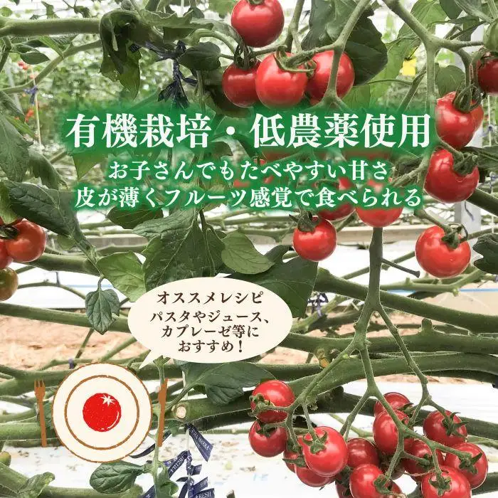 ［先行予約］完熟 ミニトマト 2kg  果物のような甘さと美味しさキャロルセブン｜糖度