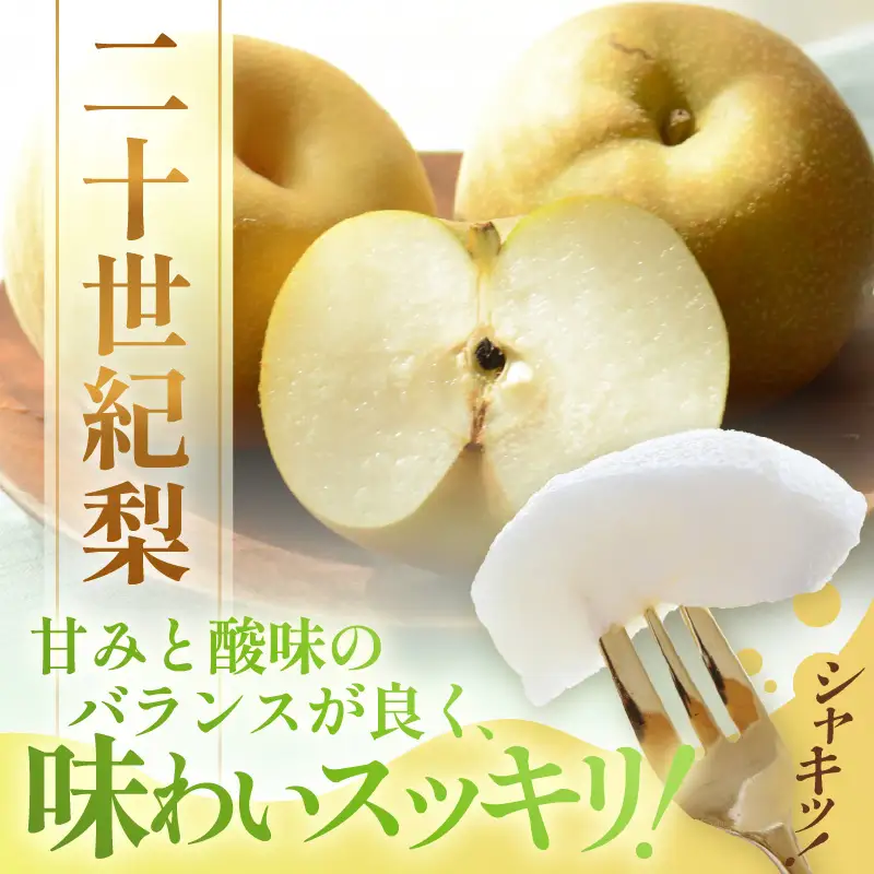 【先行予約】しづちゃんが作る 二十世紀梨 5～8玉入（2.5～3kg） 農業歴70年以上！ / なし 果物 旬 フルーツ 甘い ジューシー 果汁 くだもの シャキシャキ 人気 完熟 もぎたて みずみずしい 越前梨 送料無料 福井 あわら市 ※2026年9月中旬以降順次発送予定 [aw075-a009]