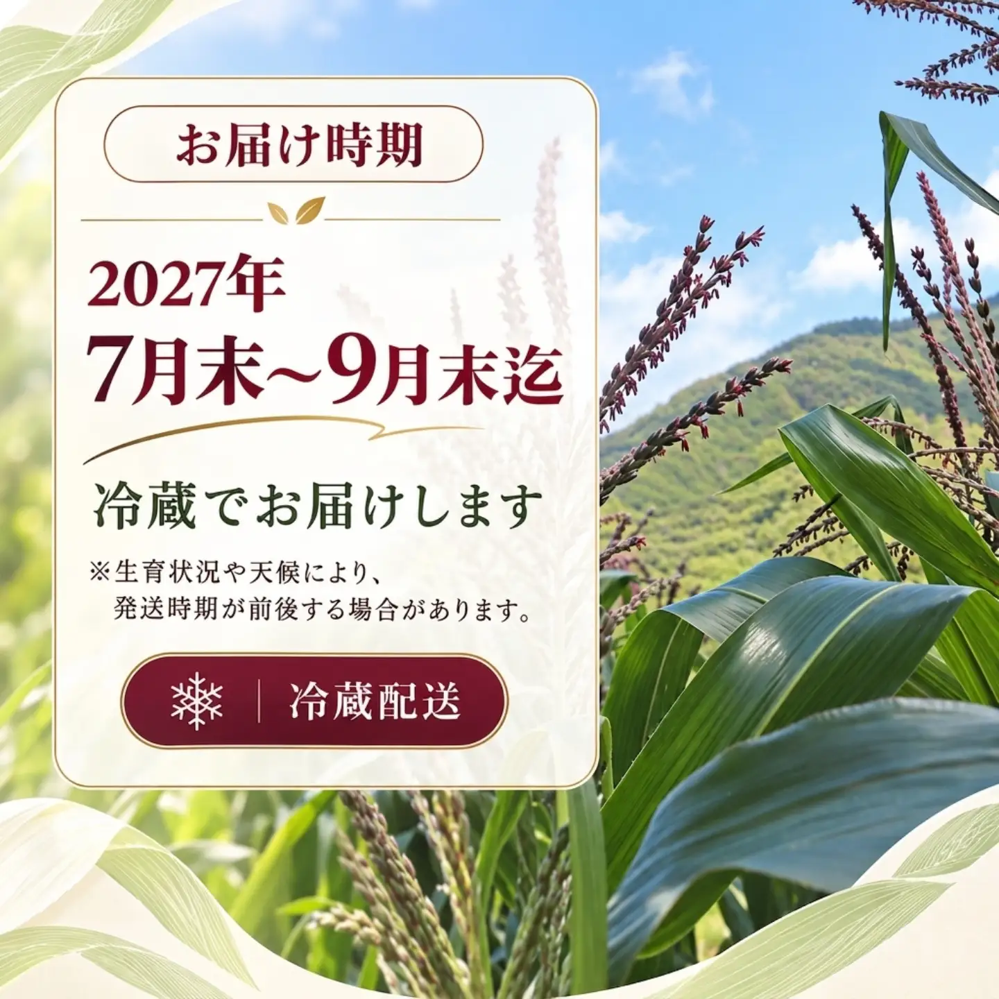 【2027年先行予約】紅いスイートコーン 大和ルージュ (10本) 山梨県都留市産 ｜ 希少な赤いとうもろこし 甘い スイートコーン トウモロコシ 産地直送 送料無料【浅田農園