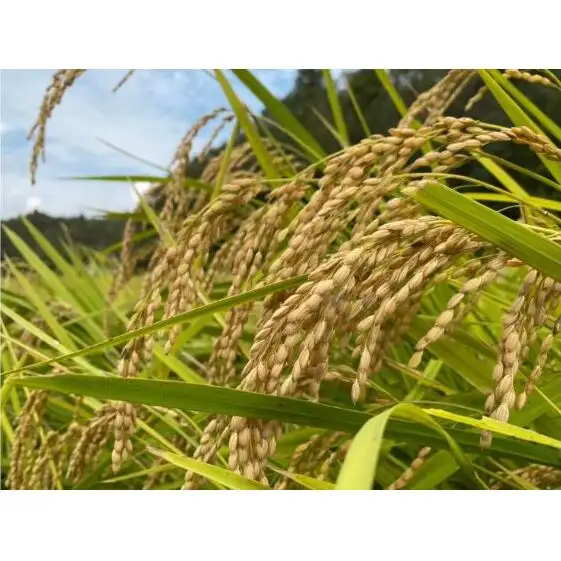 令和7年産　6ヶ月定期便　コシヒカリ　白米　10kg【定期便 お米 白米 粘り甘み】 精米 粘りつやつや 美味しい 新鮮 