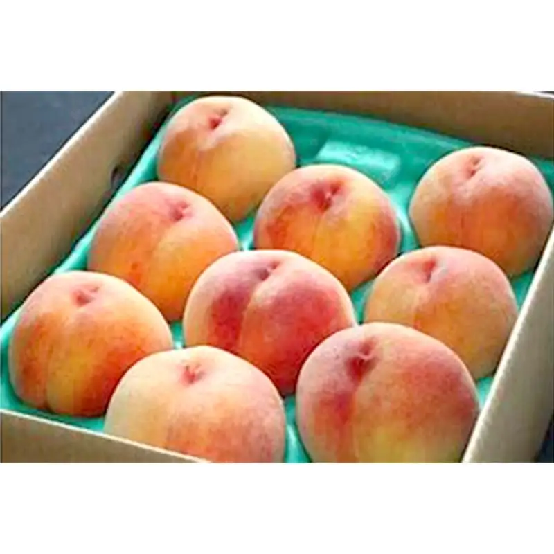 FYN9-830 ≪2027年先行予約≫ ご家庭用 山形県産 黄金桃 約3kg( 7～13玉) 柔らかくなる桃 2027年8月中旬から順次発送 果物 くだもの フルーツ 桃 もも ピーチ 黄桃 おうごんとう 訳あり ワケアリ 支援品 自宅 家庭 山形県 西川町 月山