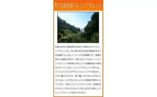  【先行予約】 秀品 希少な 国産 バレンシア オレンジ 2.5kg / みかん フルーツ 果物 柑橘 ※2027年6月下旬〜7月上旬頃順次発送（お届け日指定不可） ※離島への配送不可【uot752】